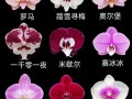 蝴蝶兰双品种摆放，色彩搭配有讲究？