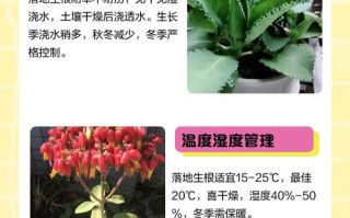 落地生根怎么养？养护技巧有哪些？