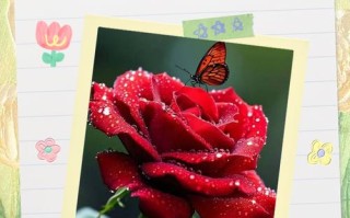 玫瑰花的移植方法图解