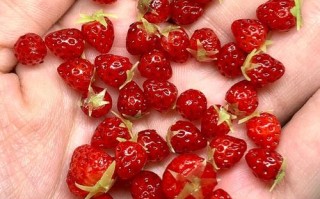 个小的草莓是什么品种？