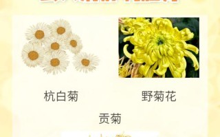 常见菊花品种有哪些？