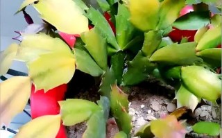 哪些蟹爪兰品种叶子会发红？