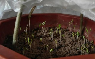 盆栽格桑花种子怎么种？