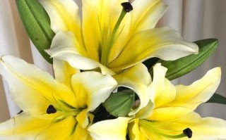 黄百合有哪些黄色品种？