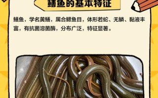 黄鳝鱼怎么养？时间与方法有哪些？