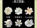 栀子花哪个品种最好？