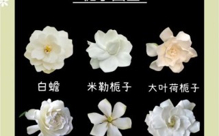 栀子花哪个品种最好？