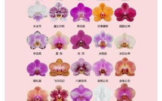 蝴蝶兰哪个品种最具收藏价值？