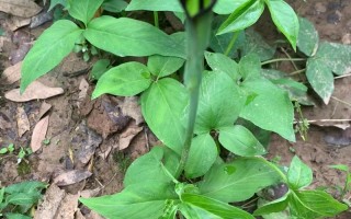 夏季适合种哪些中药？