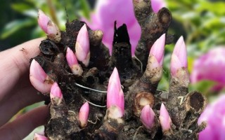 新品种芍药光照温度如何管理？