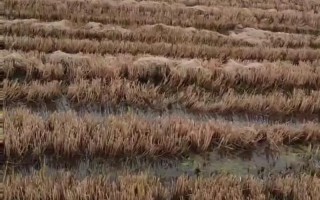 龙虾什么时候开始养殖