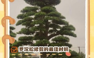 湖北造型罗汉松怎么修剪？