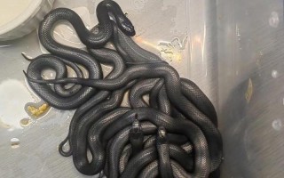 浙江黑王品种具体有哪些？