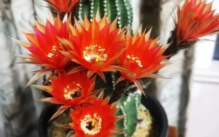 小仙人球什么品种爱开花？