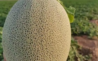 世界哈密瓜有哪些品种