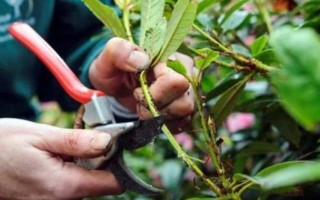 金银花压条扦插怎么操作？