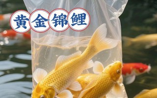 养观赏鱼什么品种最赚钱？