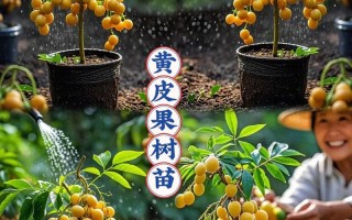 黄皮果种植方法真的简单吗？