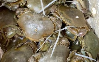 膏蟹用什么水养殖