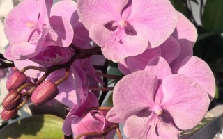哪个品种的蝴蝶兰开花多
