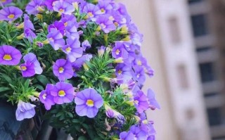 百万小铃过冬，如何安全越冬？