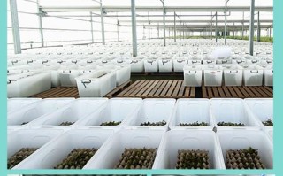 养殖场spf是什么意思