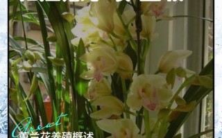 兰花品种知多少？养殖方法有哪些？