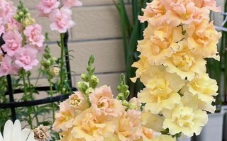 冬季金鱼草怎么养才越冬？