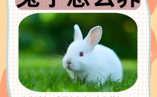 野兔养殖方法视频哪个最有效？