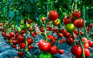 特种水果怎么种？视频教你轻松种！