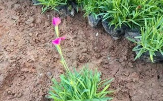 欧石竹的种植方法和时间