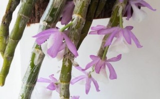 报春石斛根茎怎么吃最营养？