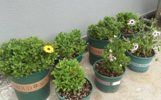 盆栽蓝目菊怎么养才好？