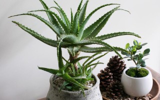 家里适合栽什么品种芦荟？