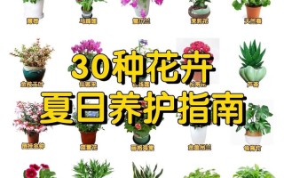 夏花如何提高成活率？