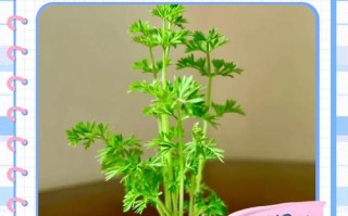 水培蔬菜怎么吃才正确？