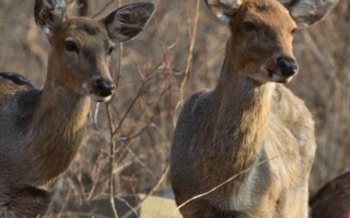 东北养的都是什么品种的鹿？