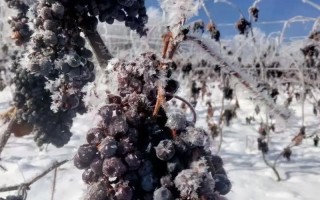 北冰红葡萄品种到底好不好？