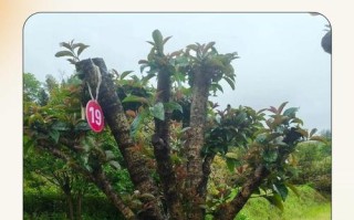 桂花树修剪视频最新方法是？