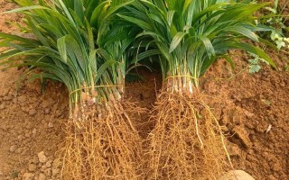 棕榈树如何在北方成功育苗？