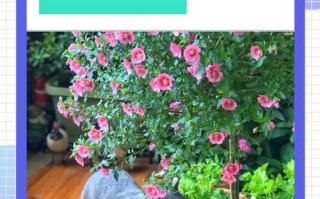 木槿花何时修剪？方法图解来了！