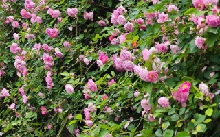 冬季开花的蔷薇品种有哪些？