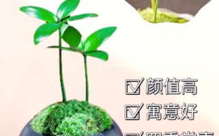 四叶草怎么养？图解教你轻松种活！