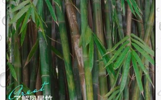 冬天凤尾竹怎么养才好？