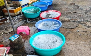 龙岩水产市场摊位出租怎么申请？