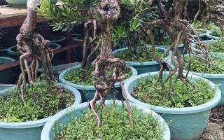 为啥罗汉松品种差异大？