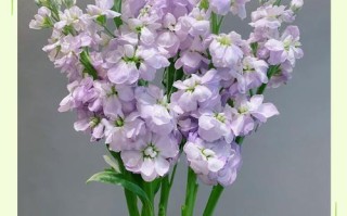 紫罗兰花品种有多少？