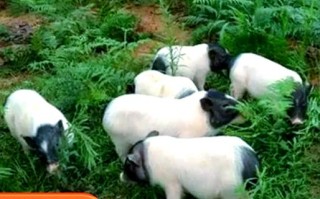 农村创业选什么猪品种更赚钱？