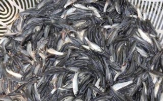 养殖鲥鱼鱼苗价格多少