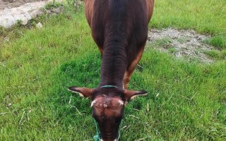 山区养牛什么品种好？